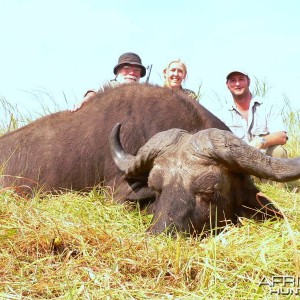 Cape buffalo