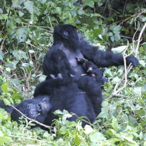 Gorilla Tracking - Kisoro, Uganda