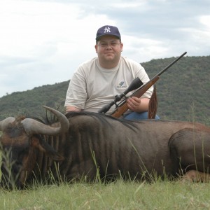 Blue Wildebeest