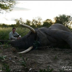 African Elephant