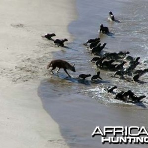 Brown Hyena hunting seals