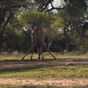 Africa Namibia Giraffe Drinking