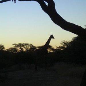 Namibia Sunset - Silhouette Giraffe