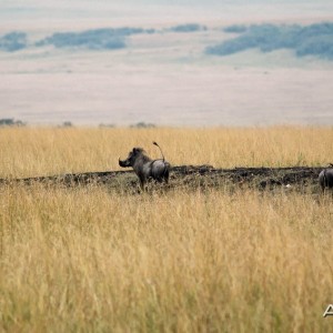 Africa namibia Warthogs