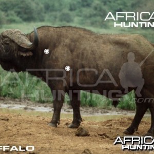 Hunting Buffalo Shot Placement