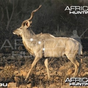 Hunting Kudu Shot Placement