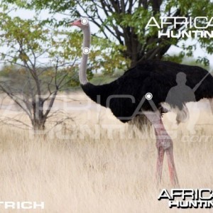 Hunting Ostrich Shot Placement