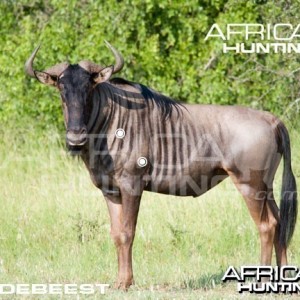 Hunting Wildebeest Shot Placement
