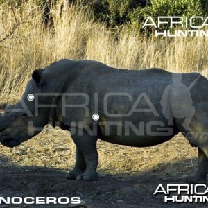 Hunting Rhinoceros Shot Placement