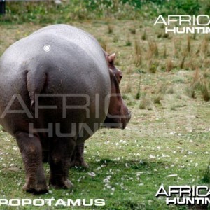 Hunting Hippopotamus Shot Placement