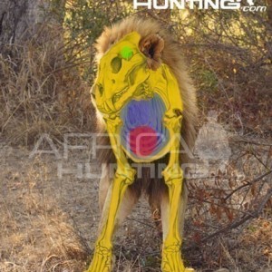 Bowhunting Lion Front View Shot Placement