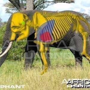 Bowhunting Elephant Shot Placement