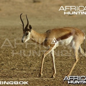 Bowhunting Springbok Shot Placement