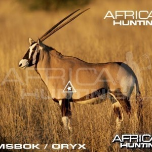 Bowhunting Gemsbok Shot Placement