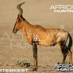 Bowhunting Hartebeest Shot Placement