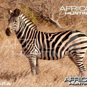 Bowhunting Zebra Shot Placement