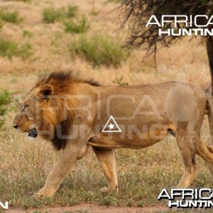 Bowhunting Lion Shot Placement