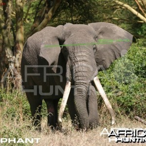 Bowhunting Elephant Front View Shot Placement