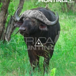 Bowhunting Buffalo Front View Shot Placement