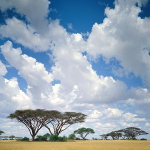 Africa nature