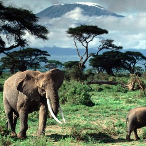 African Elephants