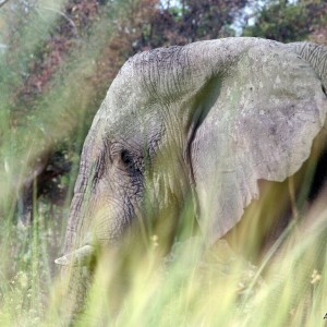 African Elephants