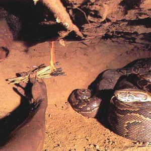 Snake Hunt 3