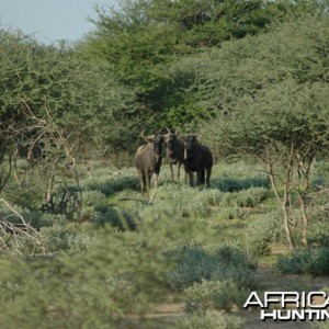 Blue Wildebeest