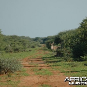 Greater Kudu