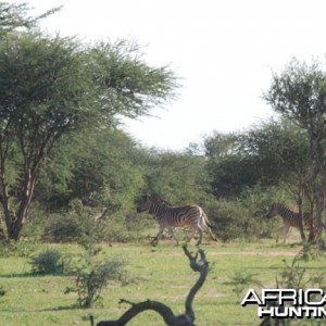 Burchell's Zebra (Plain)