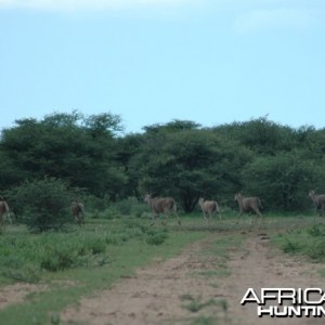 Cape Eland