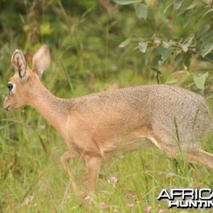 Damara Dik-Dik