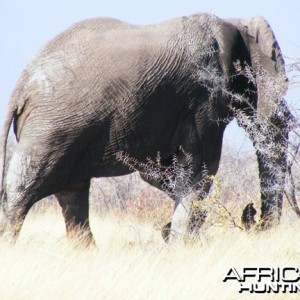 Elephant at Etosha