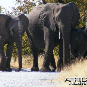 Elephant at Etosha