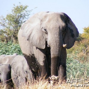 Elephant at Etosha