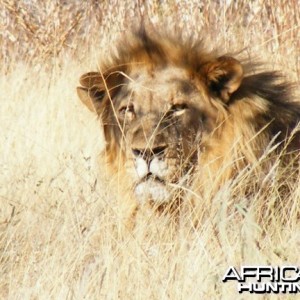 Lion at Etosha