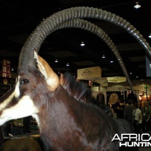 Taxidermy Sable Antelope