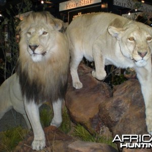 Taxidermy Lion & Lioness