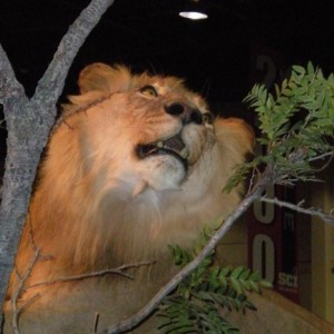 Taxidermy Lion