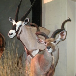 Taxidermy Kudu & Gemsbok