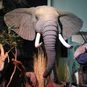 Taxidermy Elephant