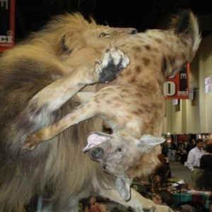 Taxidermy Lion & Hyena