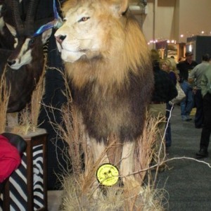 Taxidermy Lion