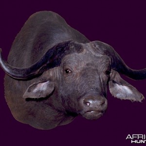 Cape Buffalo Wall Mount