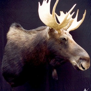 Moose Wall Mount