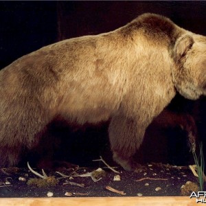 Alaskan Grizzly Bear Mount