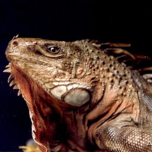 Iguana Mount