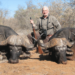 Cape Buffalo