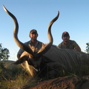 Greater Kudu