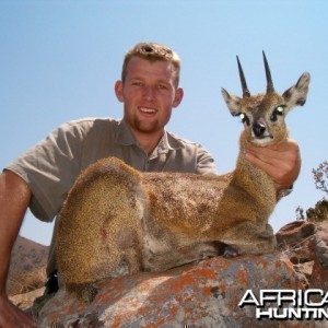 Klipspringer